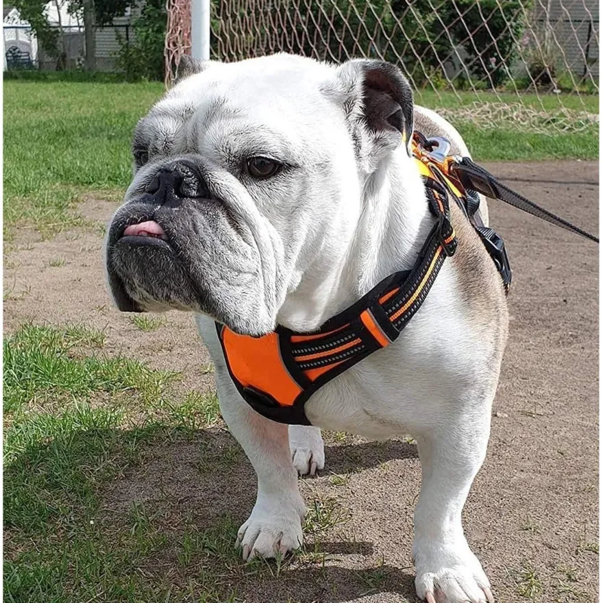 rabbitgoo Anti Zug Hundegeschirr L Orange - Sichere Führung & Komfort für Ihren