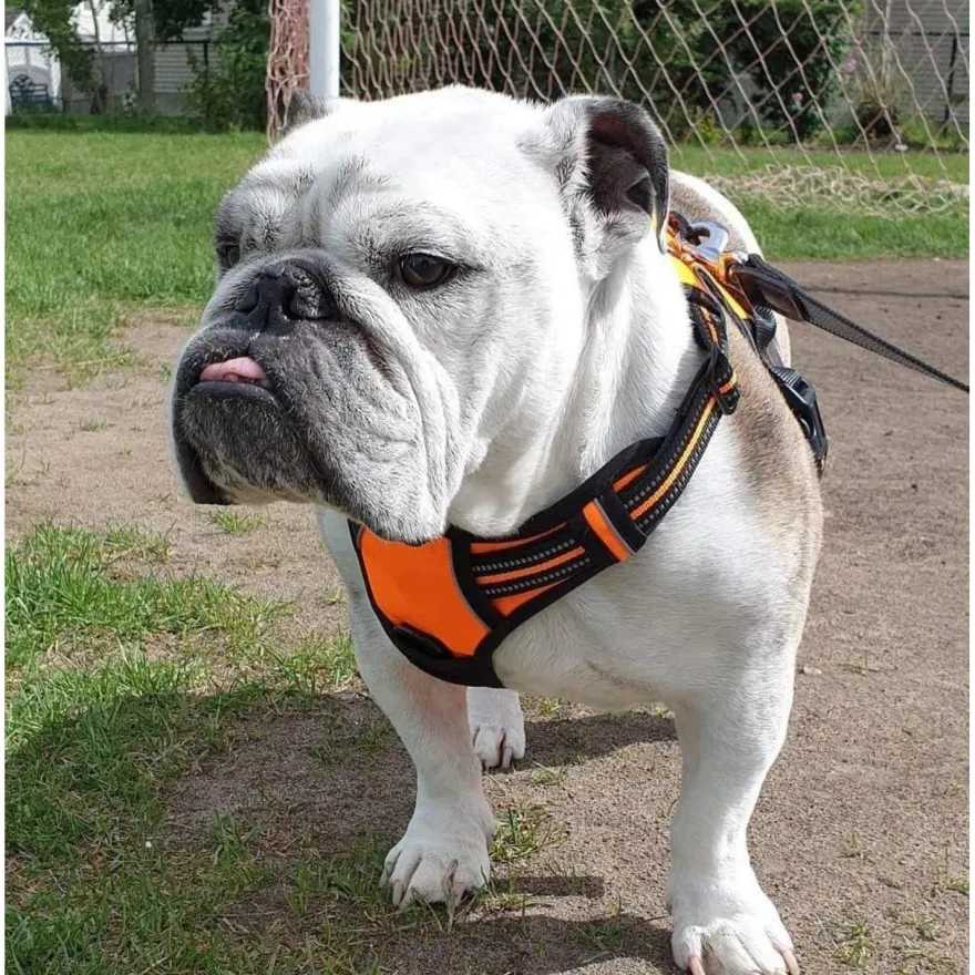 rabbitgoo Anti Zug Hundegeschirr L Orange - Sichere Führung & Komfort für Ihren