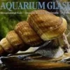 Riesenturmdeckelschnecke Aquarium Schnecke - Giant Malaysian Snail - Tylomelania sp