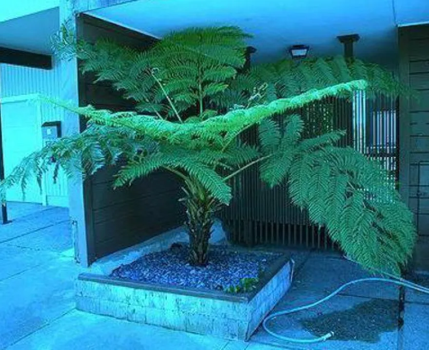 Riesige Palme : Antarktischer Baumfarn.. winterhart .. Gartenpalme .. Sämerei