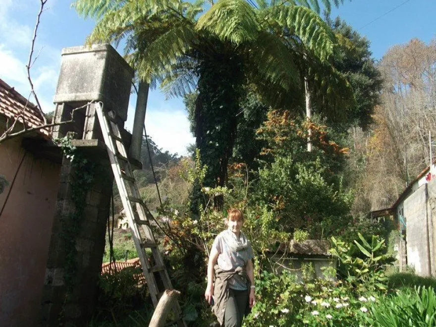 Riesige Palme : Antarktischer Baumfarn.. winterhart .. Gartenpalme .. Sämerei