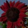Rote Riesen-Sonnenblume