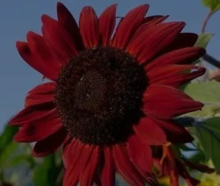 Rote Riesen-Sonnenblume