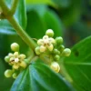 SAMEN - Gurmar - Gymnema sylvestre 5+ Samen - mehrjährige Kletterpflanze E 312