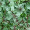 Schokoladenminze 10+ Samen - Besonders und DUFTIG! F 014