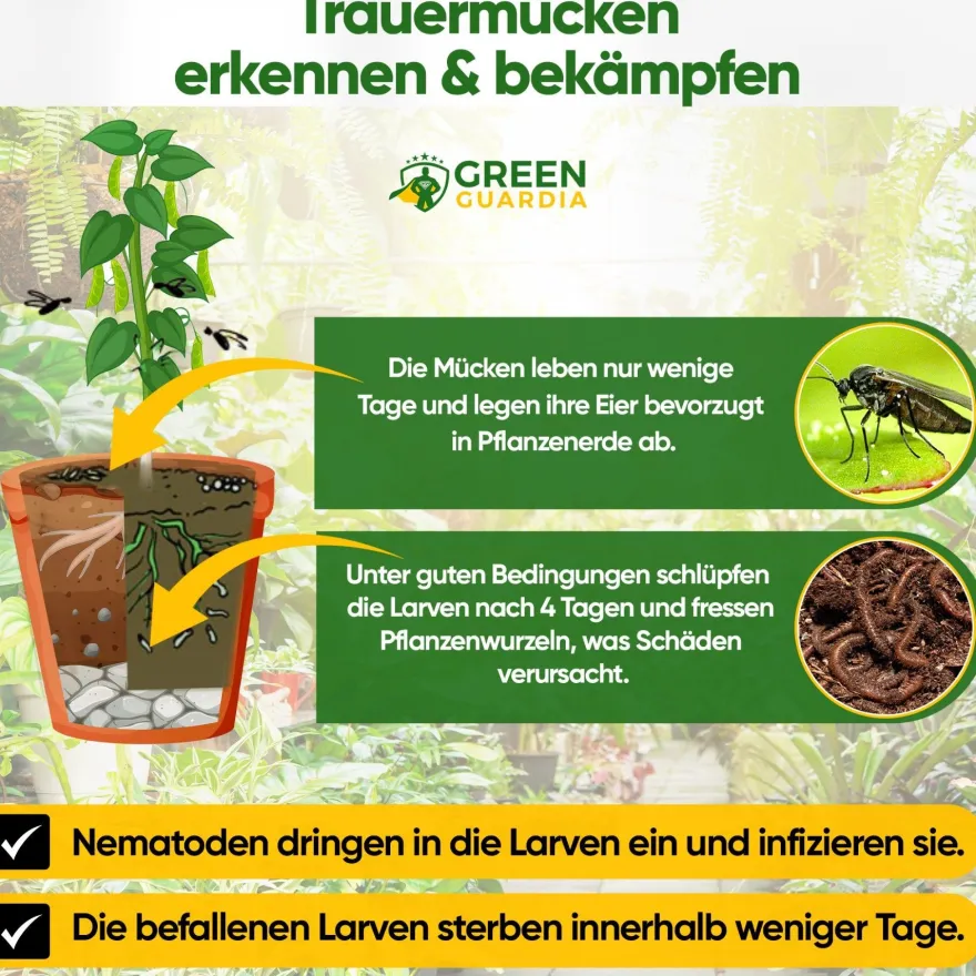 SF-Nematoden gegen Trauermücken