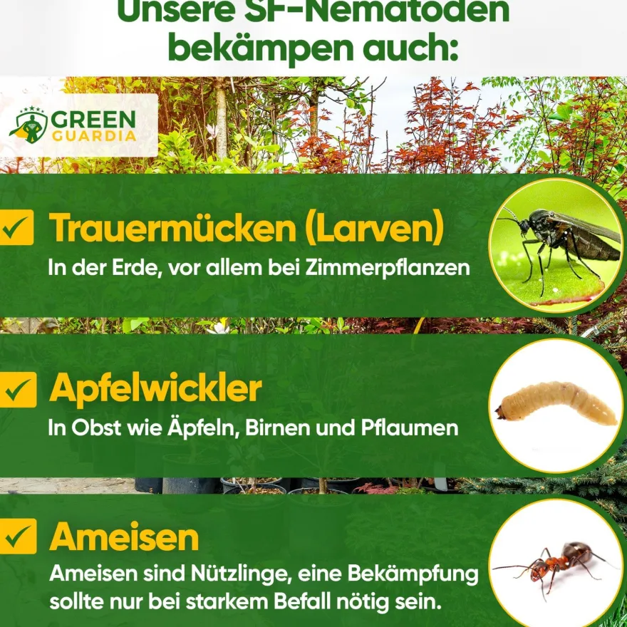 SF-Nematoden gegen Trauermücken