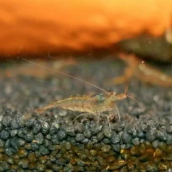 100 Stück Sulawesi Inlandsgarnele - Futtergarnelen