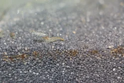 100 Stück Sulawesi Inlandsgarnele - Futtergarnelen