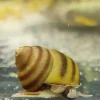 Sumpfdeckelschnecke - Teichschnecke