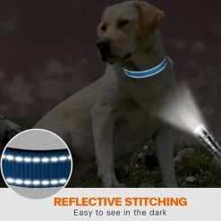 Taglory Hundehalsband M (35-50cm) - Verstellbar, Gepolstert, Reflektierend