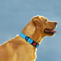 Taglory Hundehalsband M (35-50cm) - Verstellbar, Gepolstert, Reflektierend