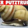 Teich Sumpfdeckelschnecke 10 St. + 1 NH TOXEX BALL - (Faden) Algen und Laubfresser