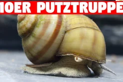 Teich Sumpfdeckelschnecke 10 St. + 1 NH TOXEX BALL - (Faden) Algen und Laubfresser