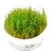 Tropica In Vitro 1-2 Grow Vesicularia dubyana ?Christmas? Christmasmoos