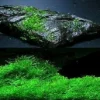 Unterwasserfarn winterhart für Teich und Aquarium / Wasserpflanzen