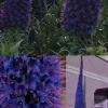 Von der Blumeninsel - Blauer Riesen-Natternkopf Echium pininana - Frische Samen