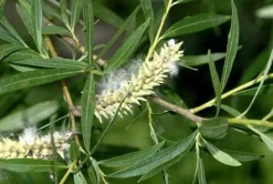 Weidenrinde Purpurweide geschnitten mit nat. Salicin