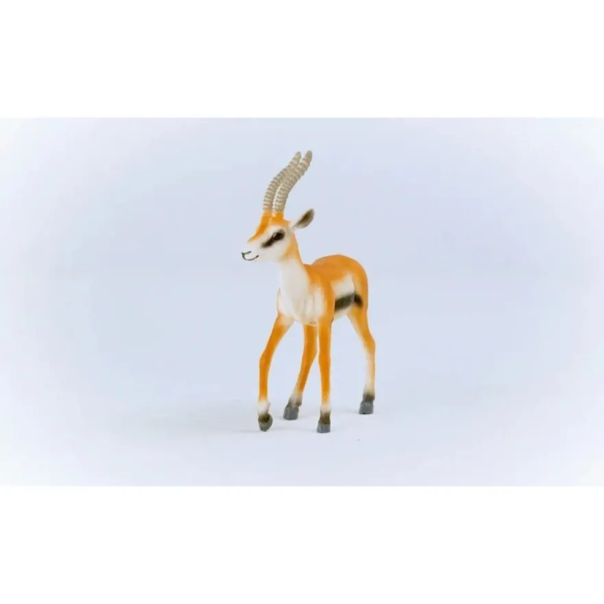 Wild Life Thomson Gazelle