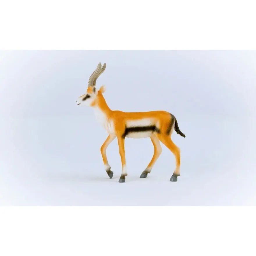 Wild Life Thomson Gazelle
