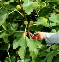 winterharte Gebirgsfeige Ficus afghanistanica mit lecker süßen Früchten / Samen