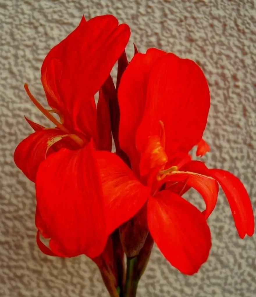 Wunderschöner Canna Indica Farbenmix - Rot , Gelb , Rosa - Sortenrein verpackt -Samen