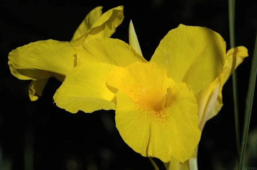 Wunderschöner Canna Indica Farbenmix - Rot , Gelb , Rosa - Sortenrein verpackt -Samen
