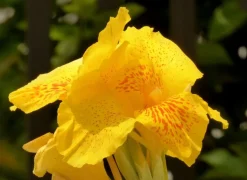 Wunderschöner Canna Indica Farbenmix - Rot , Gelb , Rosa - Sortenrein verpackt -Samen
