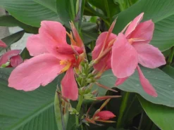 Wunderschöner Canna Indica Farbenmix - Rot , Gelb , Rosa - Sortenrein verpackt -Samen