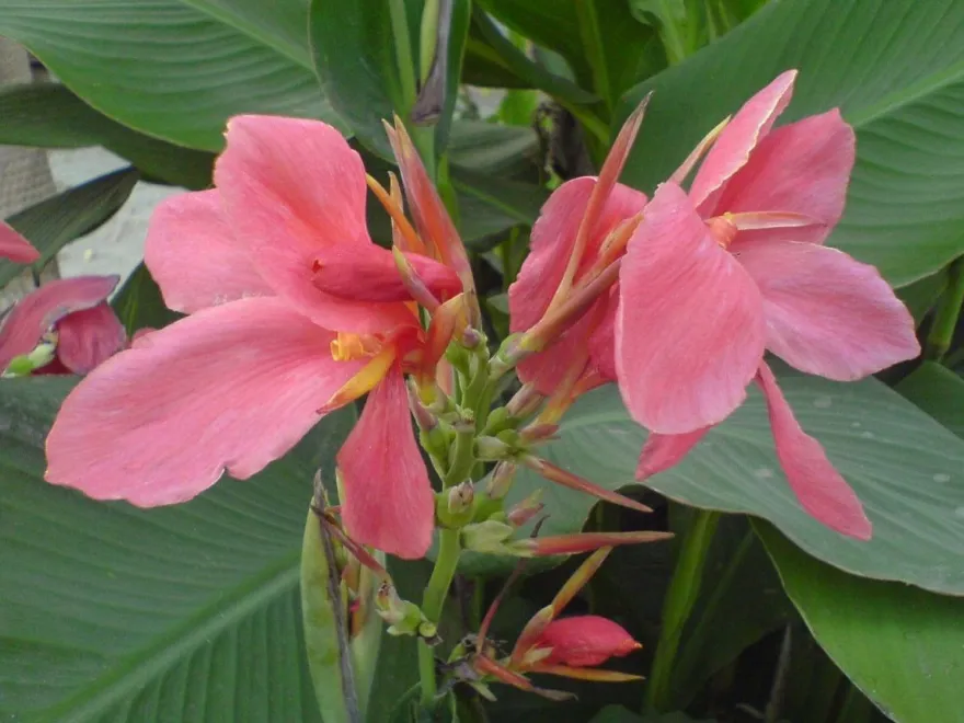 Wunderschöner Canna Indica Farbenmix - Rot , Gelb , Rosa - Sortenrein verpackt -Samen