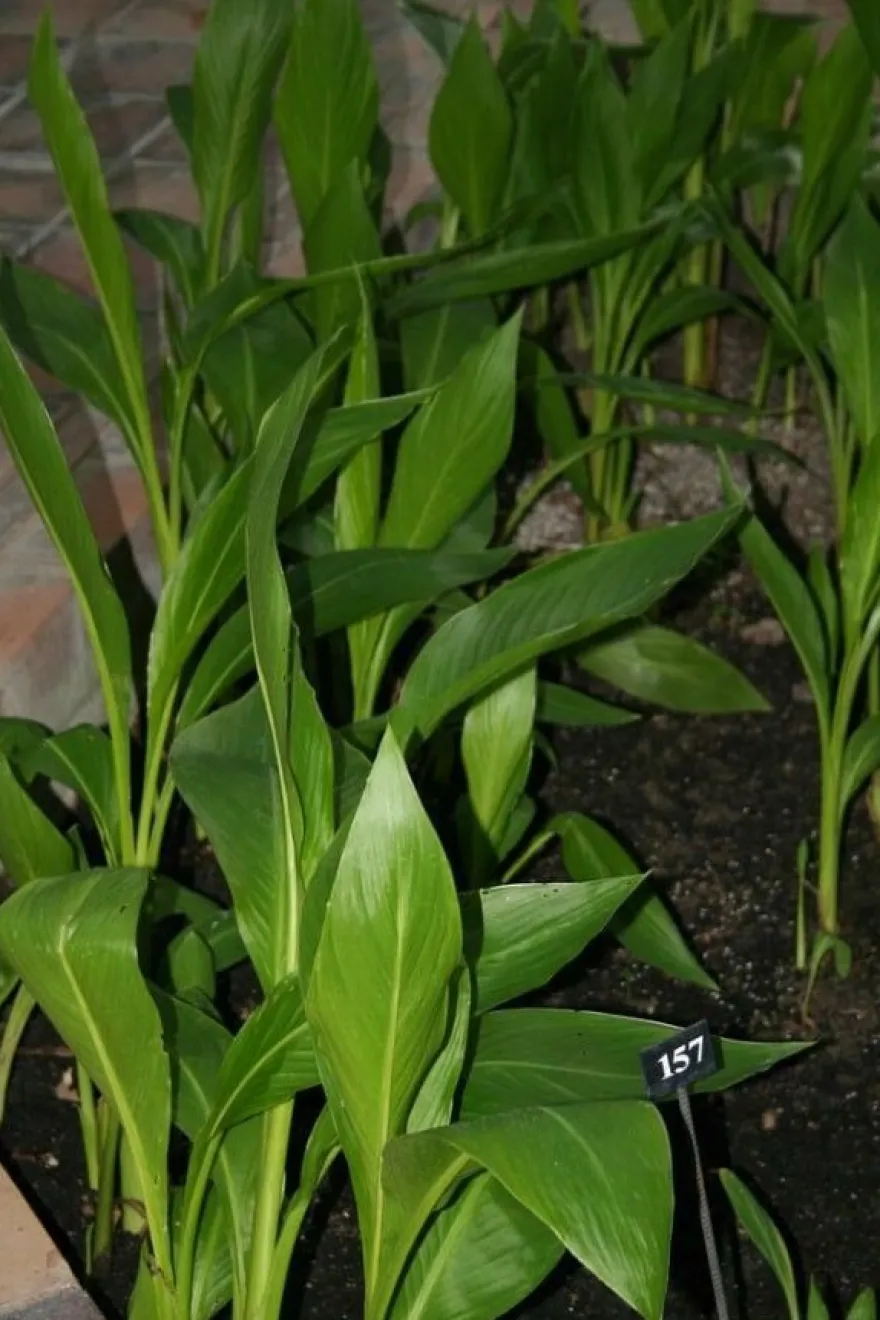 Wunderschöner Canna Indica Farbenmix - Rot , Gelb , Rosa - Sortenrein verpackt -Samen