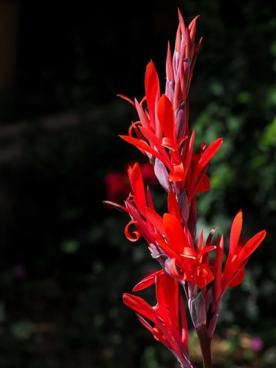 Wunderschöner Canna Indica Farbenmix - Rot , Gelb , Rosa - Sortenrein verpackt -Samen