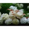 20x Baby Bee Shrimp Shelter weiß - Nano Deko Unterschlupf Garnelen Aquarium TOP