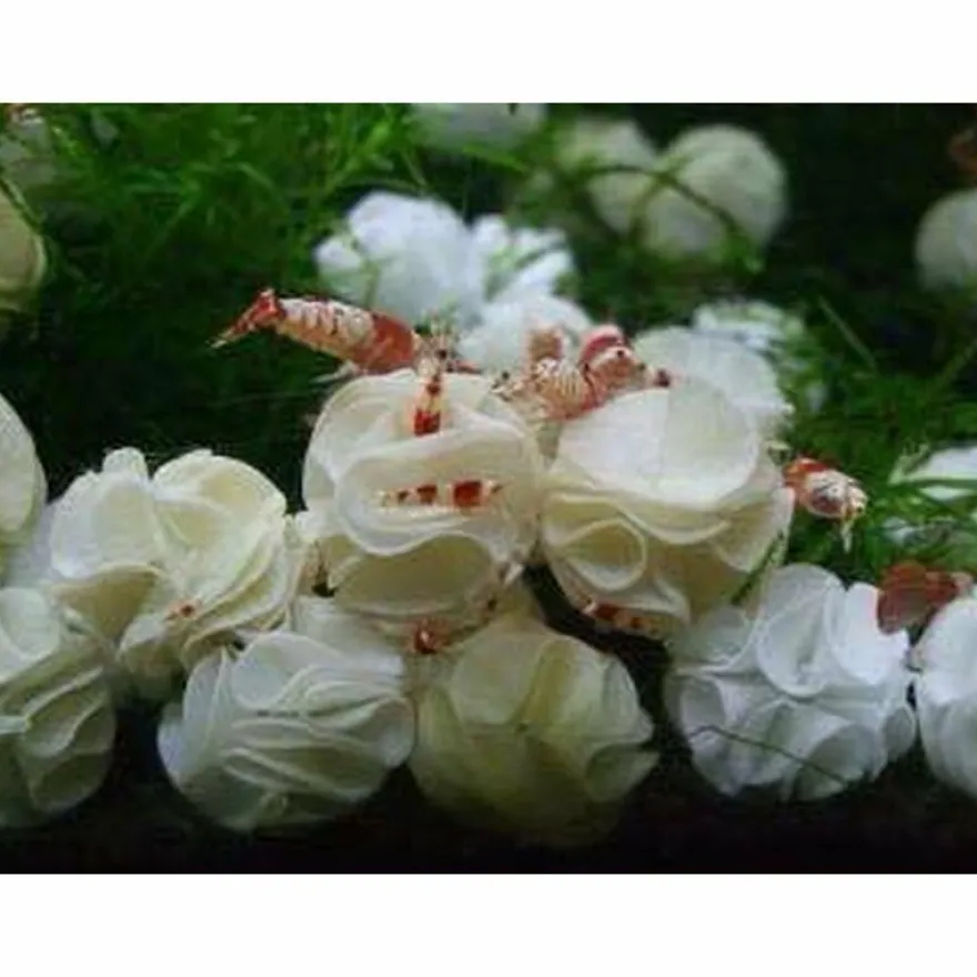 20x Baby Bee Shrimp Shelter weiß - Nano Deko Unterschlupf Garnelen Aquarium TOP