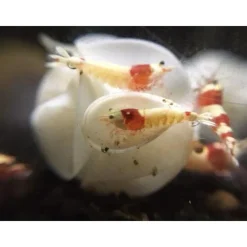 20x Baby Bee Shrimp Shelter weiß - Nano Deko Unterschlupf Garnelen Aquarium TOP