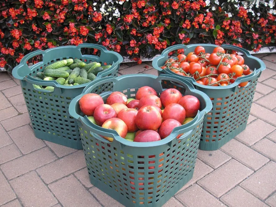 5x Obstkorb 25L grün Gartenkorb Gemüsekorb stapelbar Erntekorb Kartoffelkorb