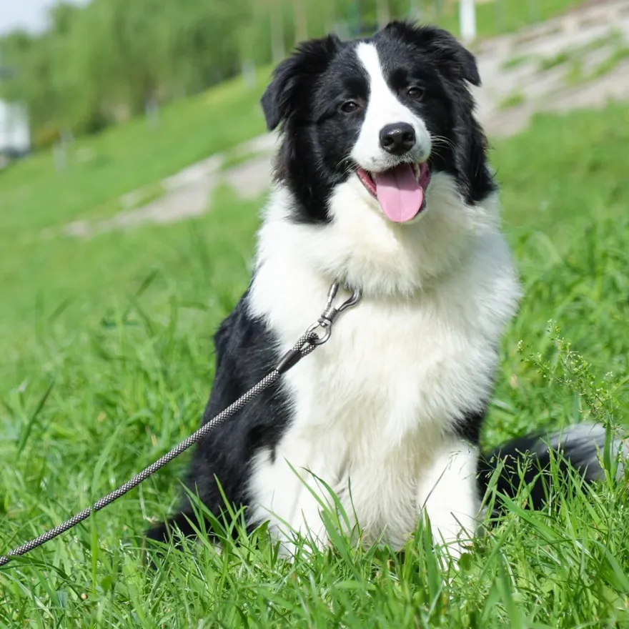 X XBEN Schleppleine für Hunde, 1.5M 12mm, starke Hundeleine mit gepolstertem