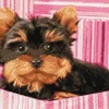 Yorkshire Terrier in pinker Box