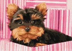 Yorkshire Terrier in pinker Box