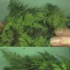 Zwergfarne 20 Pflanzen : Pflanzmatte - immergrün & winterhart - polsterbildend !
